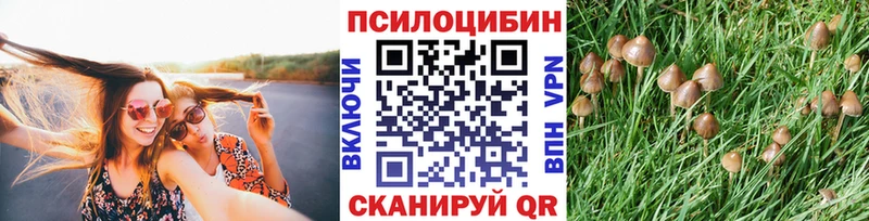 Псилоцибиновые грибы мицелий маркетплейс формула Мурино